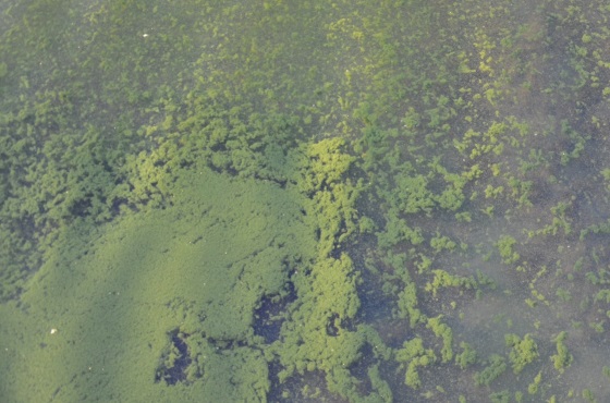 Prevención y lucha contra las algas en embalses.