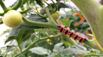 clips de soporte para racimos de tomate